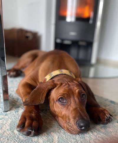 Rhodesian Ridgeback-Beitrag-Bild