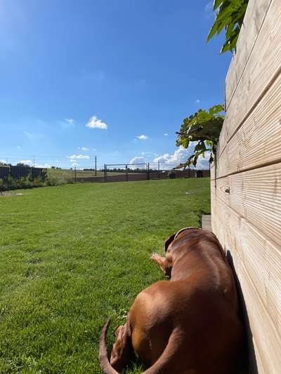 Rhodesian Ridgeback-Beitrag-Bild