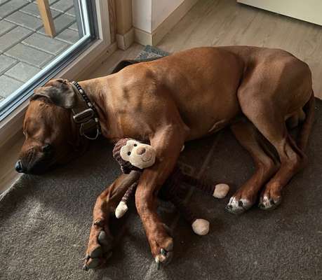 Rhodesian Ridgeback-Beitrag-Bild