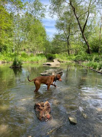 Rhodesian Ridgeback-Beitrag-Bild