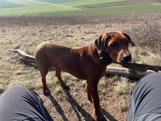 Rhodesian Ridgeback-Beitrag-Bild