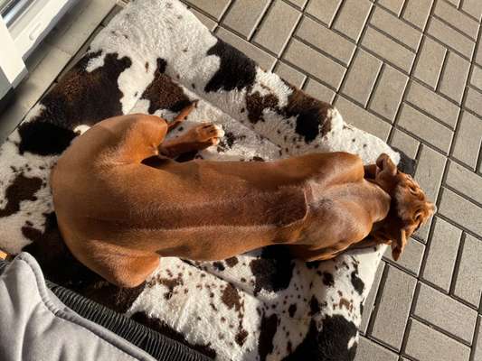 Rhodesian Ridgeback-Beitrag-Bild