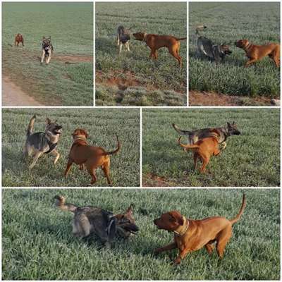 Rhodesian Ridgeback-Beitrag-Bild
