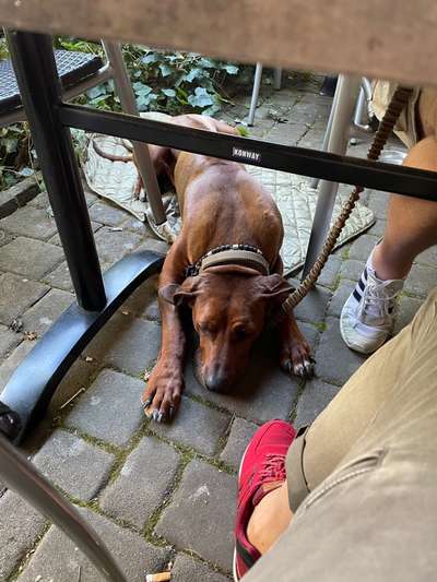 Rhodesian Ridgeback-Beitrag-Bild