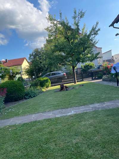 Rhodesian Ridgeback-Beitrag-Bild