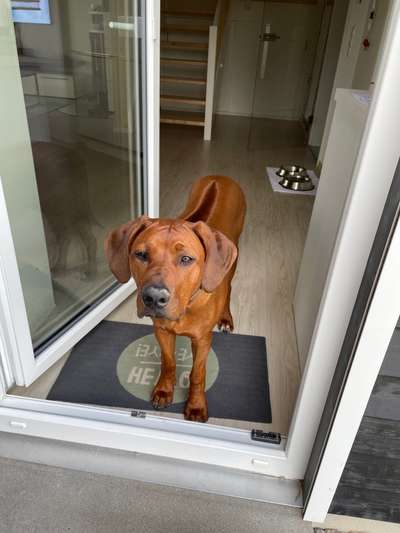 Rhodesian Ridgeback-Beitrag-Bild