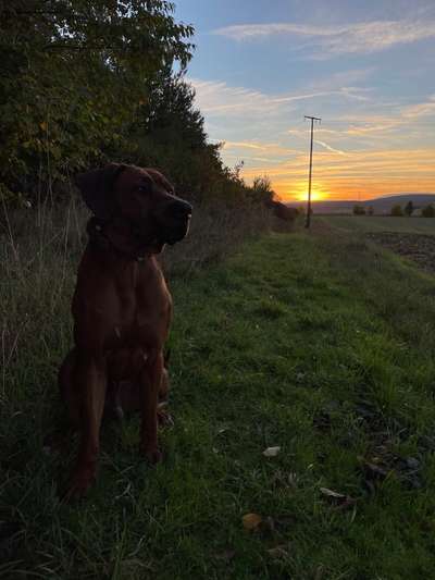 Rhodesian Ridgeback-Beitrag-Bild