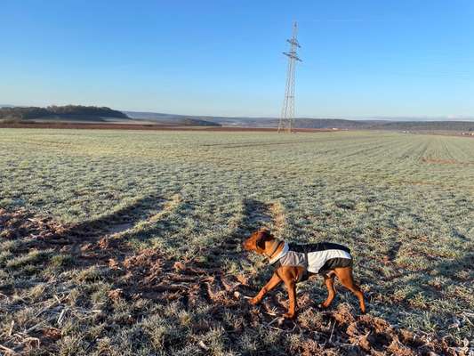 Rhodesian Ridgeback-Beitrag-Bild