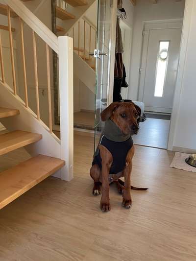 Rhodesian Ridgeback-Beitrag-Bild