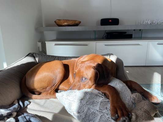 Rhodesian Ridgeback-Beitrag-Bild