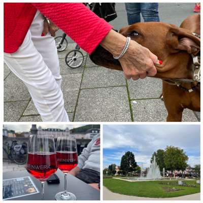 Rhodesian Ridgeback-Beitrag-Bild