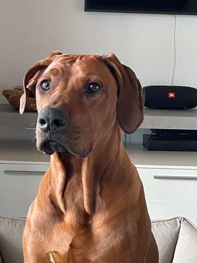 Rhodesian Ridgeback-Beitrag-Bild