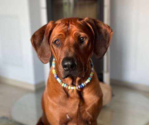 Rhodesian Ridgeback-Beitrag-Bild