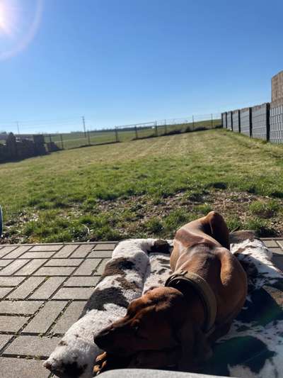 Rhodesian Ridgeback-Beitrag-Bild