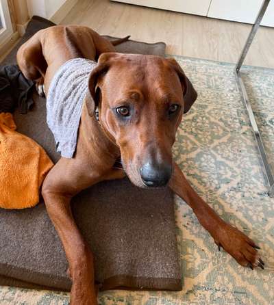 Rhodesian Ridgeback-Beitrag-Bild