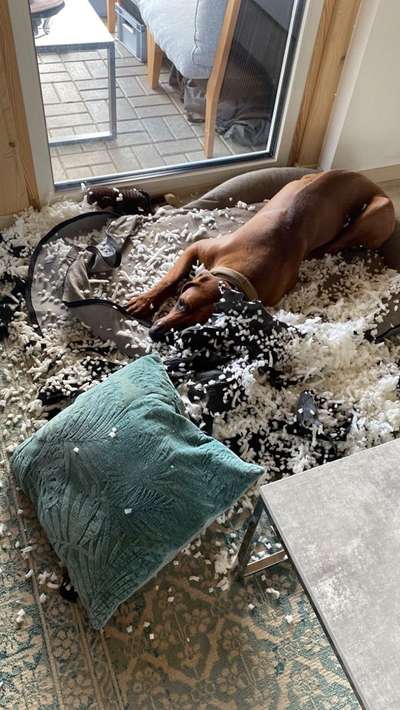 Rhodesian Ridgeback-Beitrag-Bild