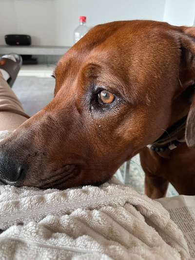 Rhodesian Ridgeback-Beitrag-Bild