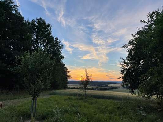 Rhodesian Ridgeback-Beitrag-Bild