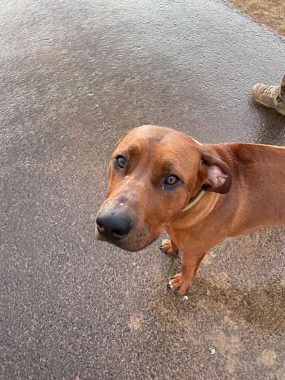 Rhodesian Ridgeback-Beitrag-Bild