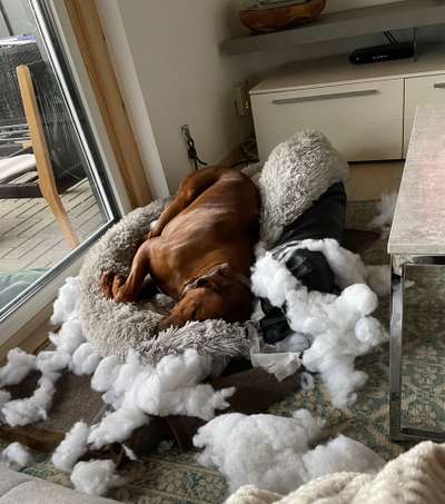 Rhodesian Ridgeback-Beitrag-Bild