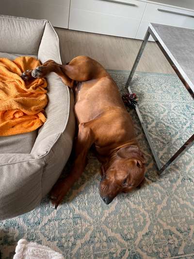 Rhodesian Ridgeback-Beitrag-Bild