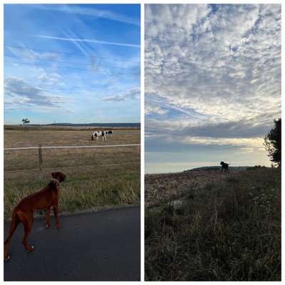 Rhodesian Ridgeback-Beitrag-Bild