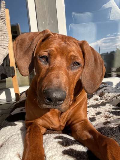 Rhodesian Ridgeback-Beitrag-Bild