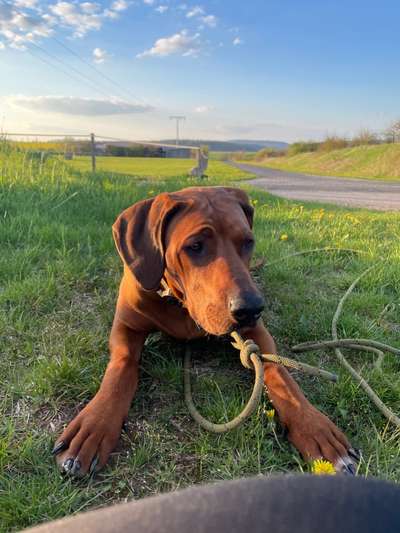 Rhodesian Ridgeback-Beitrag-Bild