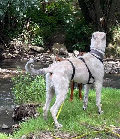 Rhodesian Ridgeback-Beitrag-Bild