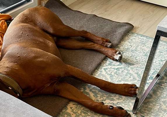 Rhodesian Ridgeback-Beitrag-Bild