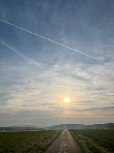 Rhodesian Ridgeback-Beitrag-Bild