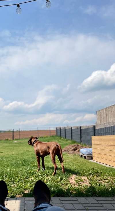Rhodesian Ridgeback-Beitrag-Bild