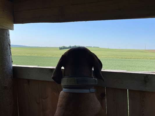Rhodesian Ridgeback-Beitrag-Bild