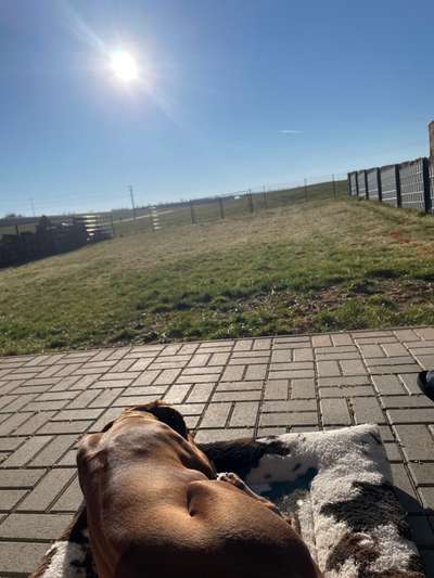 Rhodesian Ridgeback-Beitrag-Bild