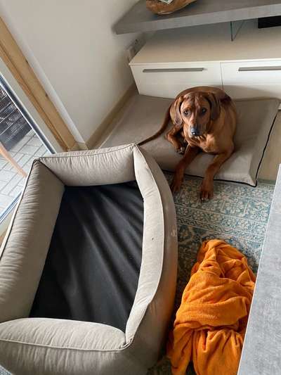 Rhodesian Ridgeback-Beitrag-Bild