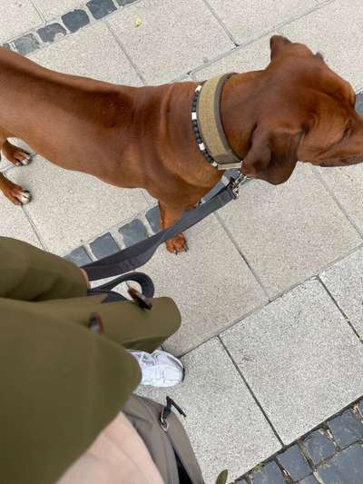 Rhodesian Ridgeback-Beitrag-Bild