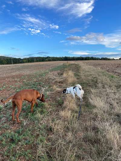 Rhodesian Ridgeback-Beitrag-Bild
