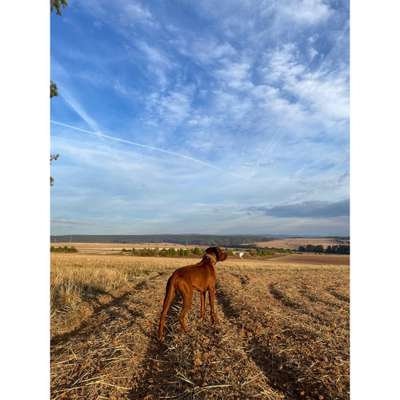 Rhodesian Ridgeback-Beitrag-Bild