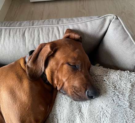 Rhodesian Ridgeback-Beitrag-Bild