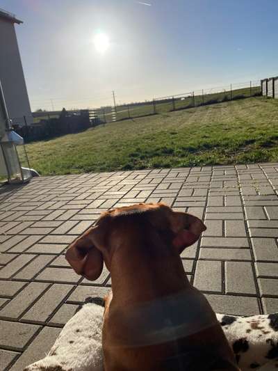 Rhodesian Ridgeback-Beitrag-Bild