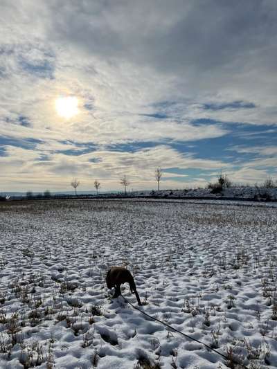 Rhodesian Ridgeback-Beitrag-Bild
