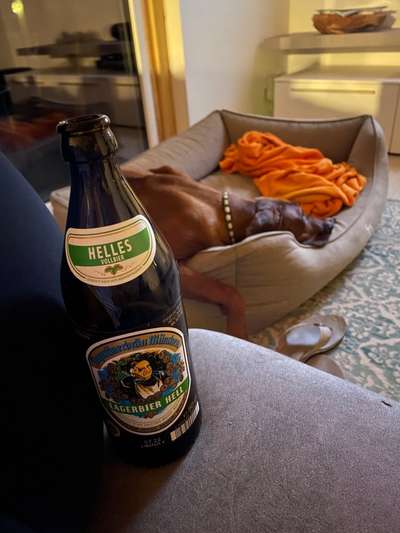 Rhodesian Ridgeback-Beitrag-Bild