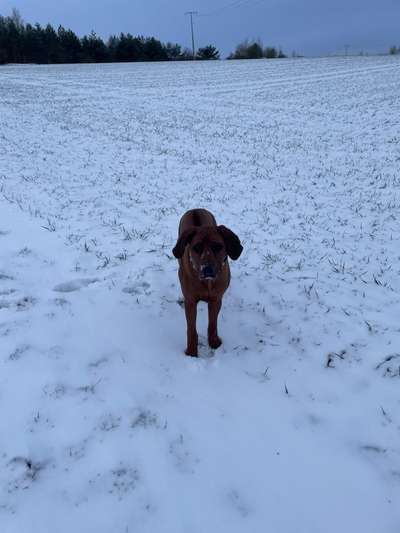 Rhodesian Ridgeback-Beitrag-Bild