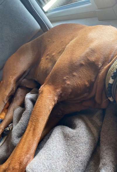 Rhodesian Ridgeback-Beitrag-Bild