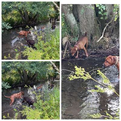 Rhodesian Ridgeback-Beitrag-Bild