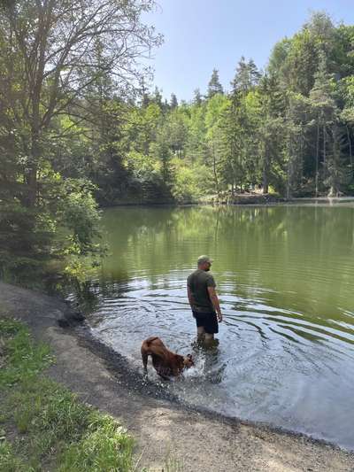 Rhodesian Ridgeback-Beitrag-Bild