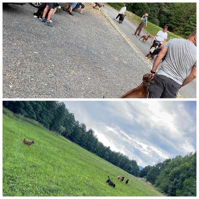 Rhodesian Ridgeback-Beitrag-Bild