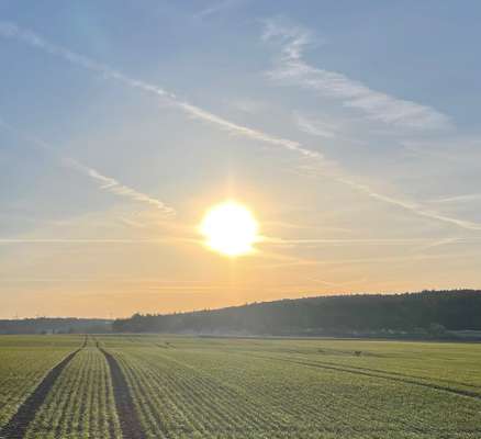 Rhodesian Ridgeback-Beitrag-Bild