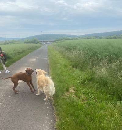 Rhodesian Ridgeback-Beitrag-Bild