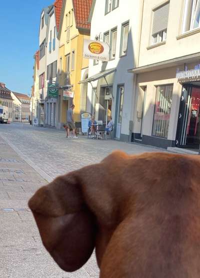 Rhodesian Ridgeback-Beitrag-Bild